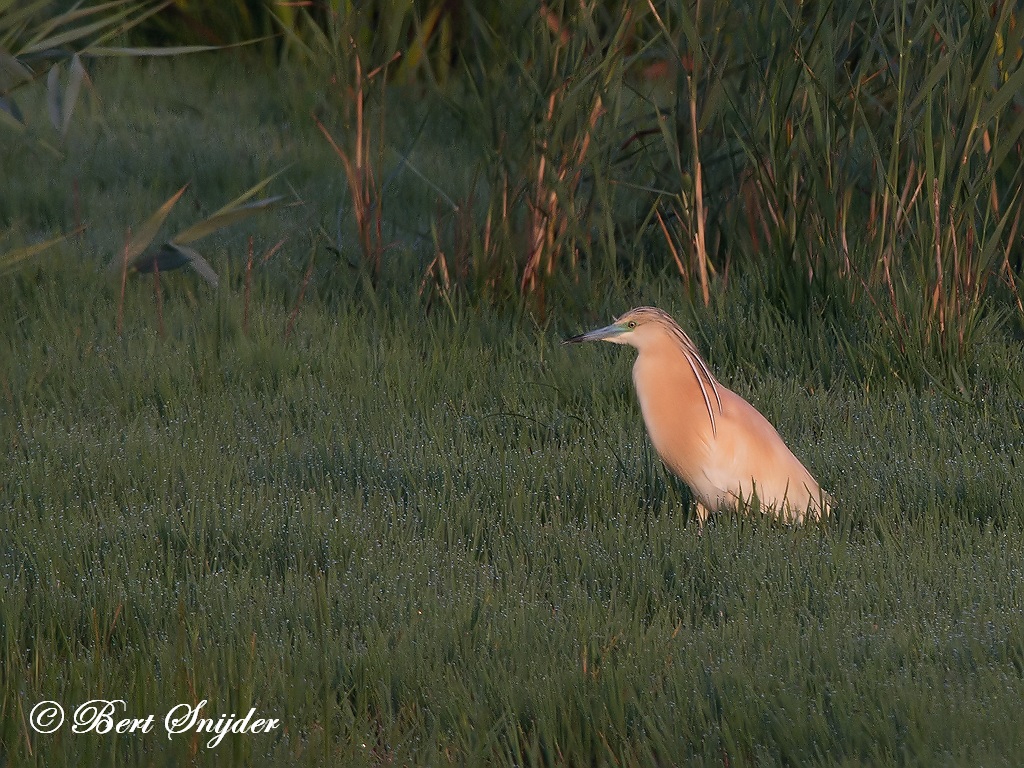 Squacco Heron Birding Portugal