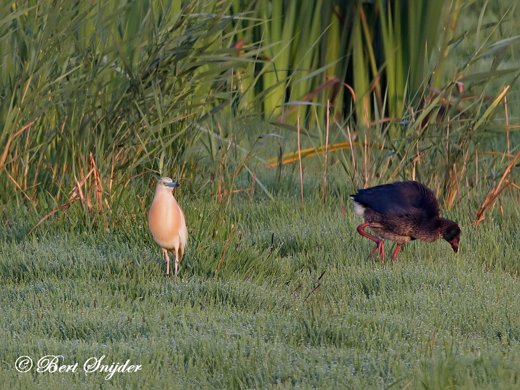 Squacco Heron Birding Portugal