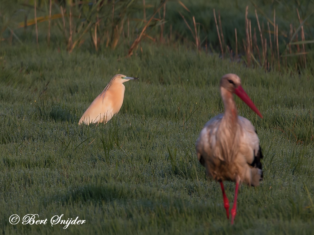 Squacco Heron Birding Portugal