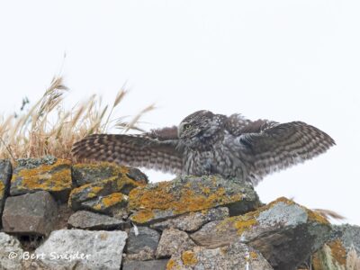 Little Owl Birding Portugal
