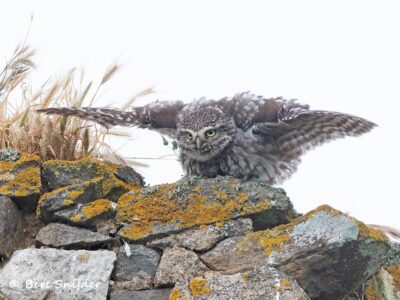 Little Owl Birding Portugal
