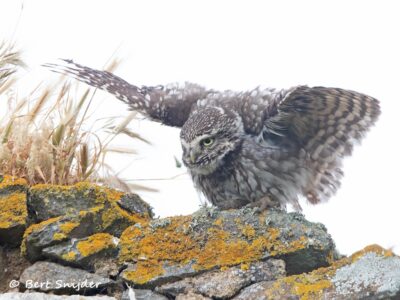 Little Owl Birding Portugal