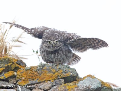 Little Owl Birding Portugal