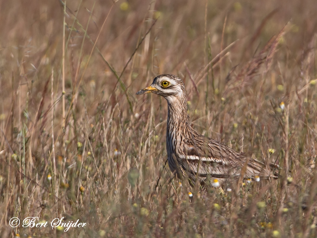 Stone Curlew Birding Portugal