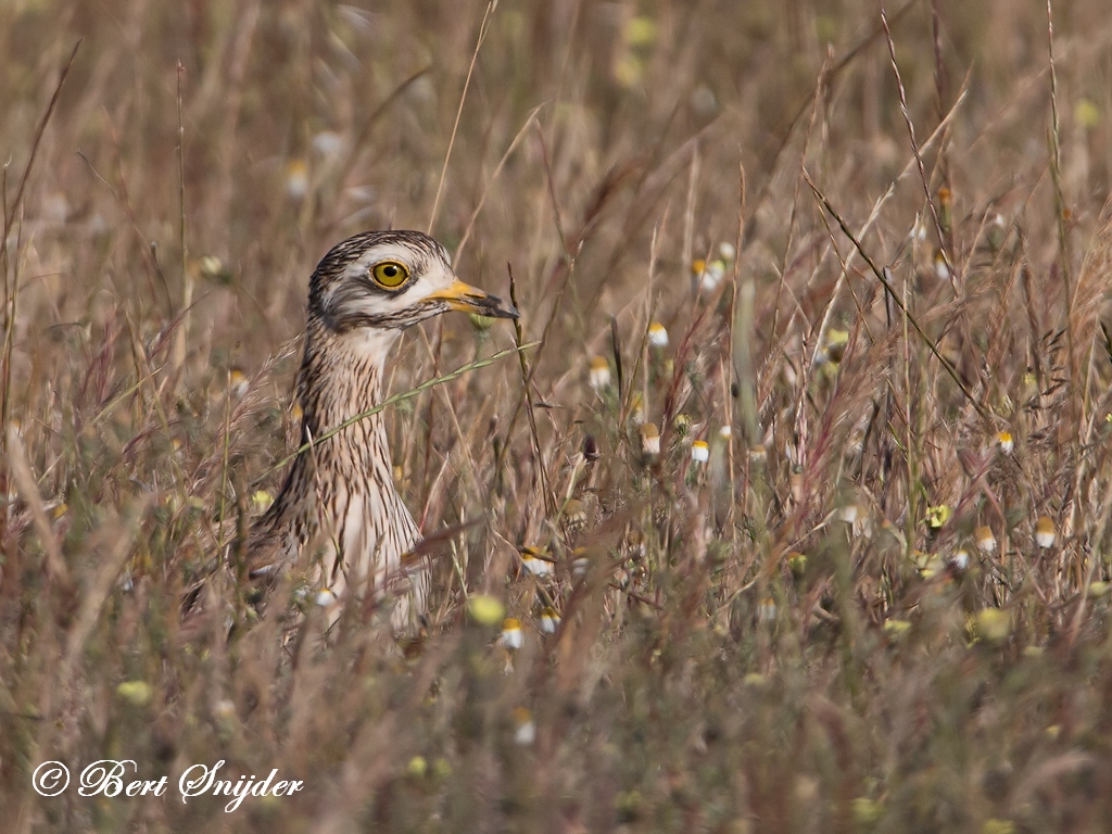 Stone Curlew Birding Portugal