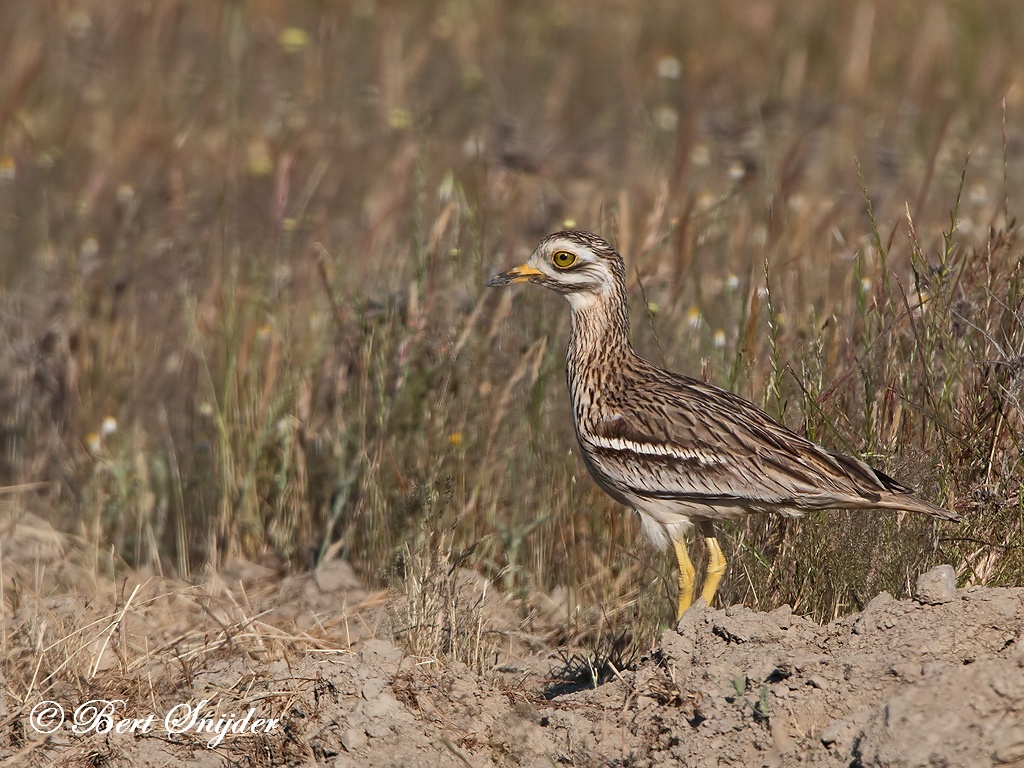 Stone Curlew Birding Portugal