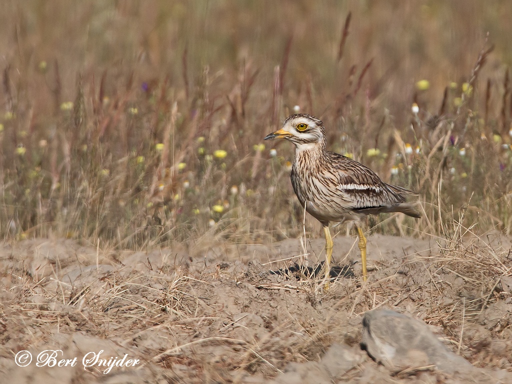 Stone Curlew Birding Portugal