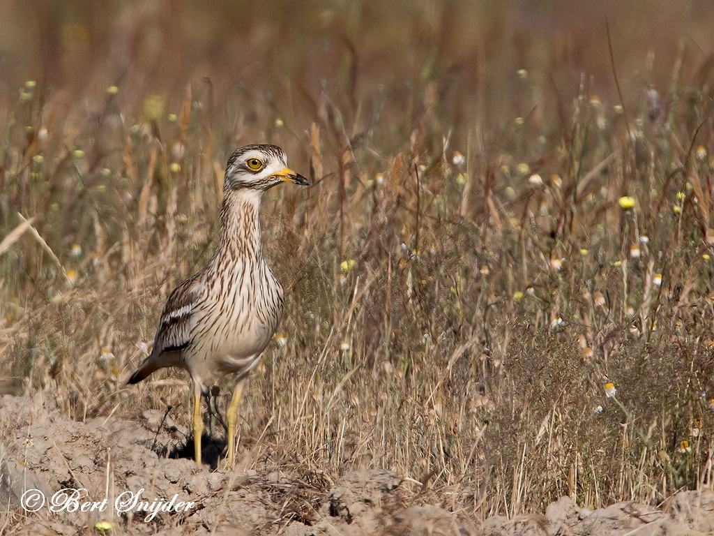 Stone Curlew Birding Portugal