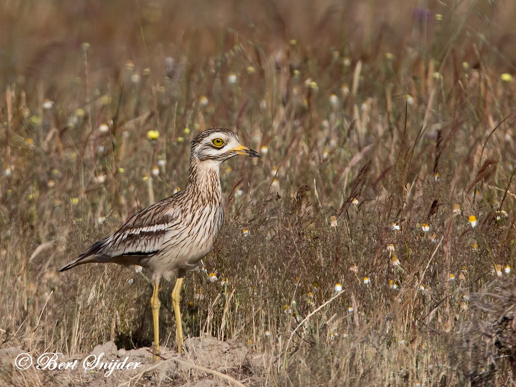 Stone Curlew Birding Portugal