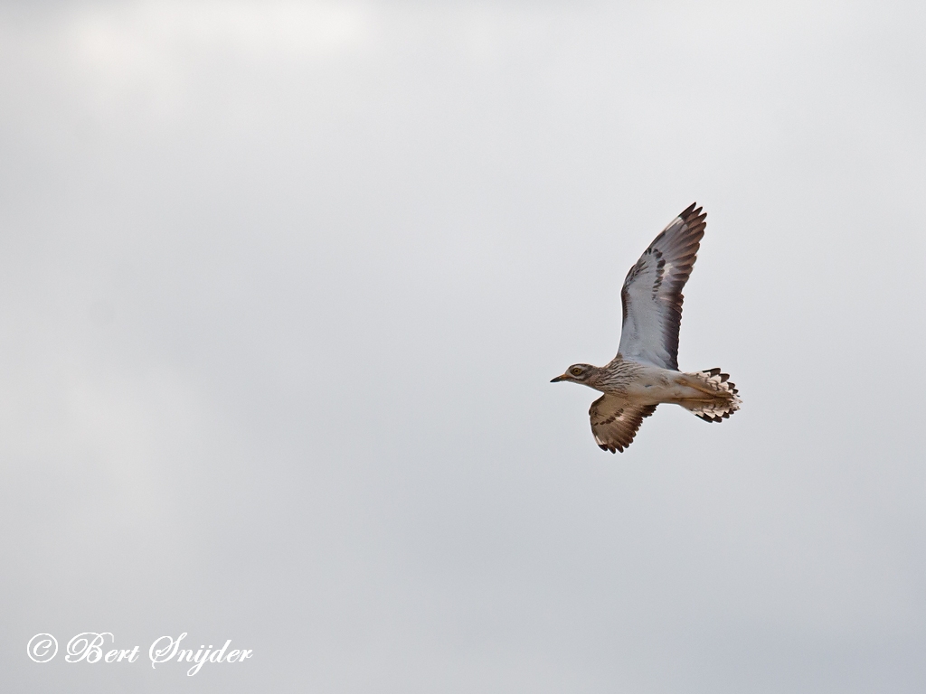 Stone Curlew Birding Portugal