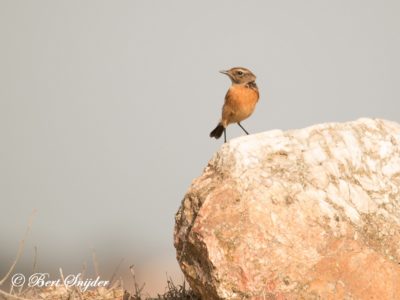 Stonechat Birding Portugal