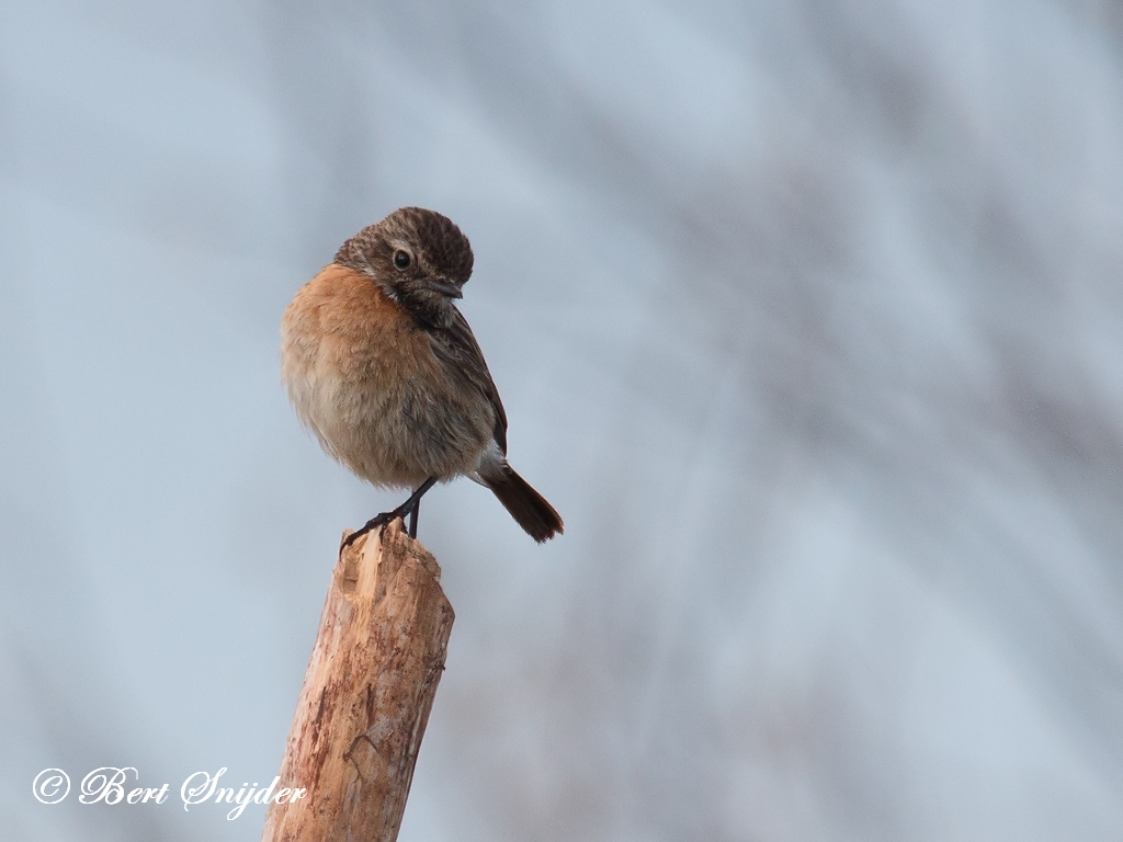 Stonechat Birding Portugal