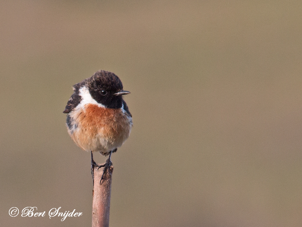 Stonechat Birding Portugal