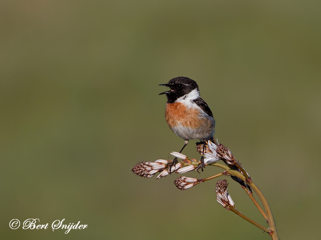 Stonechat Birding Portugal