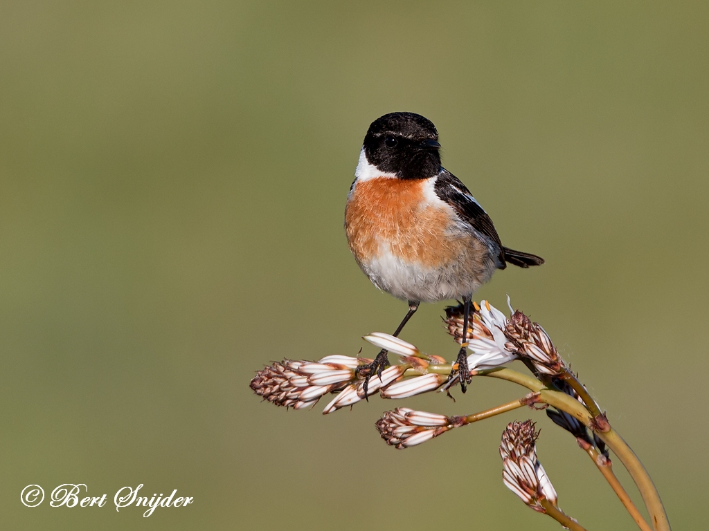 Stonechat Birding Portugal