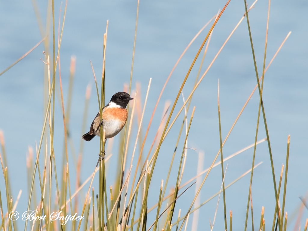 Stonechat Birding Portugal