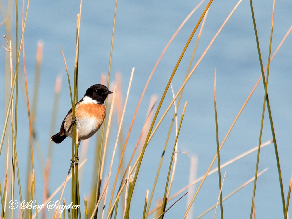 Stonechat Birding Portugal