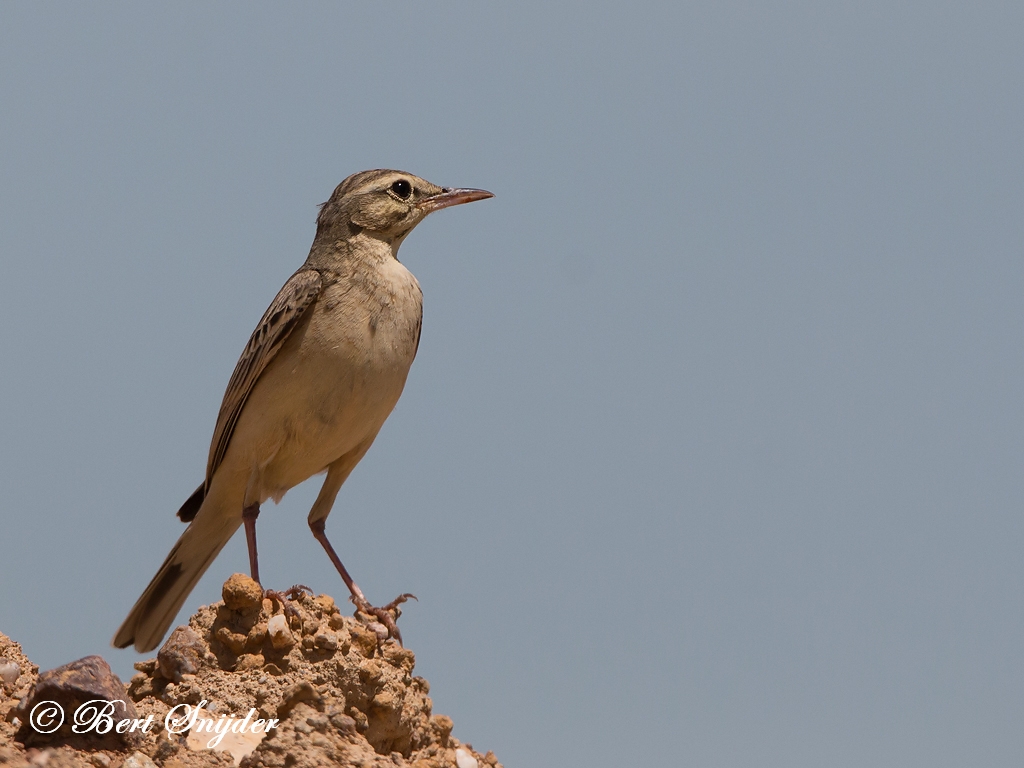 Tawny Pipit Birding Portugal