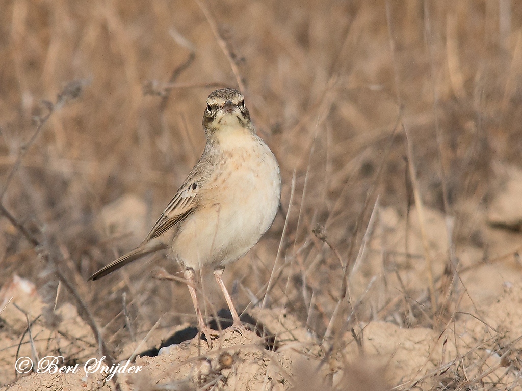 Tawny Pipit Birding Portugal