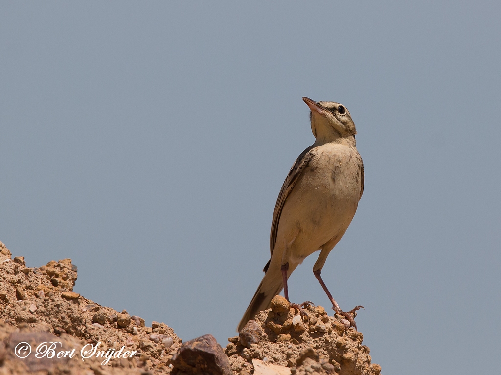 Tawny Pipit Birding Portugal