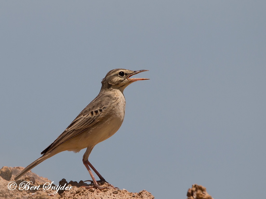 Tawny Pipit Birding Portugal