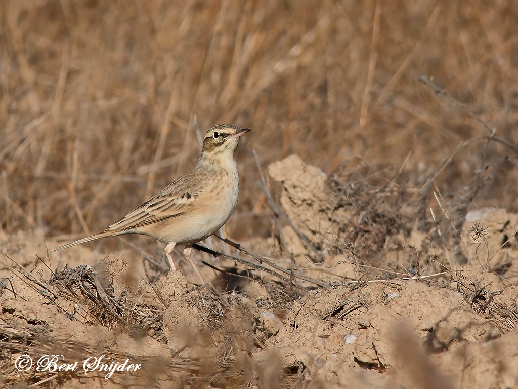 Tawny Pipit Birding Portugal