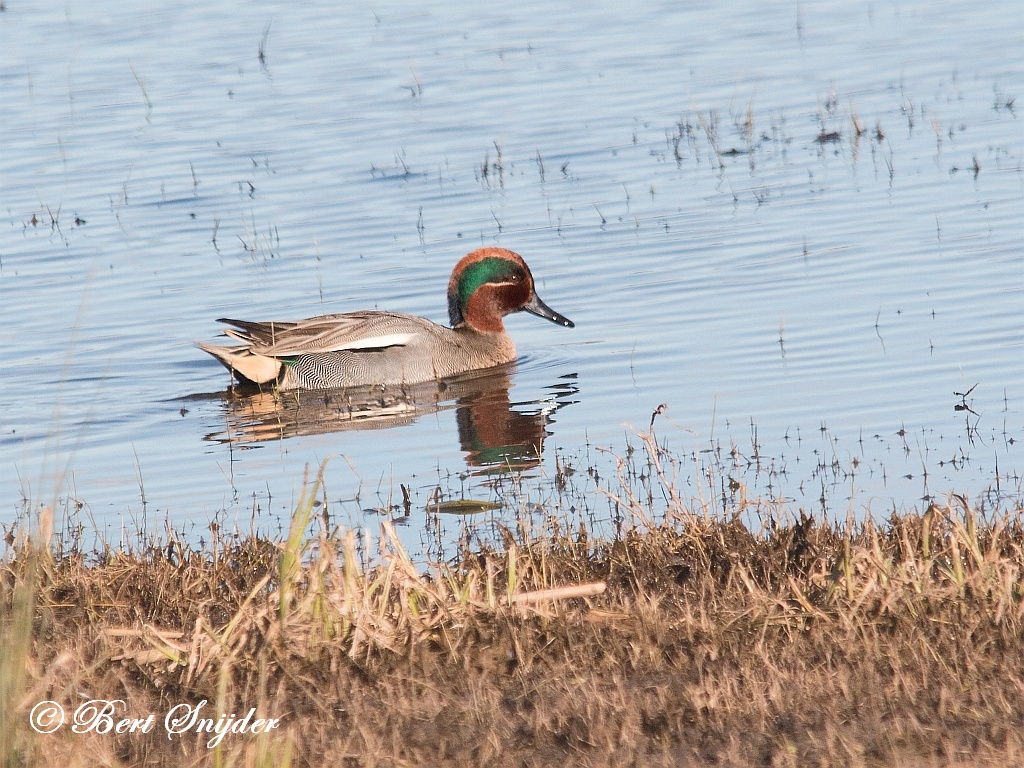 Teal Birding Portugal