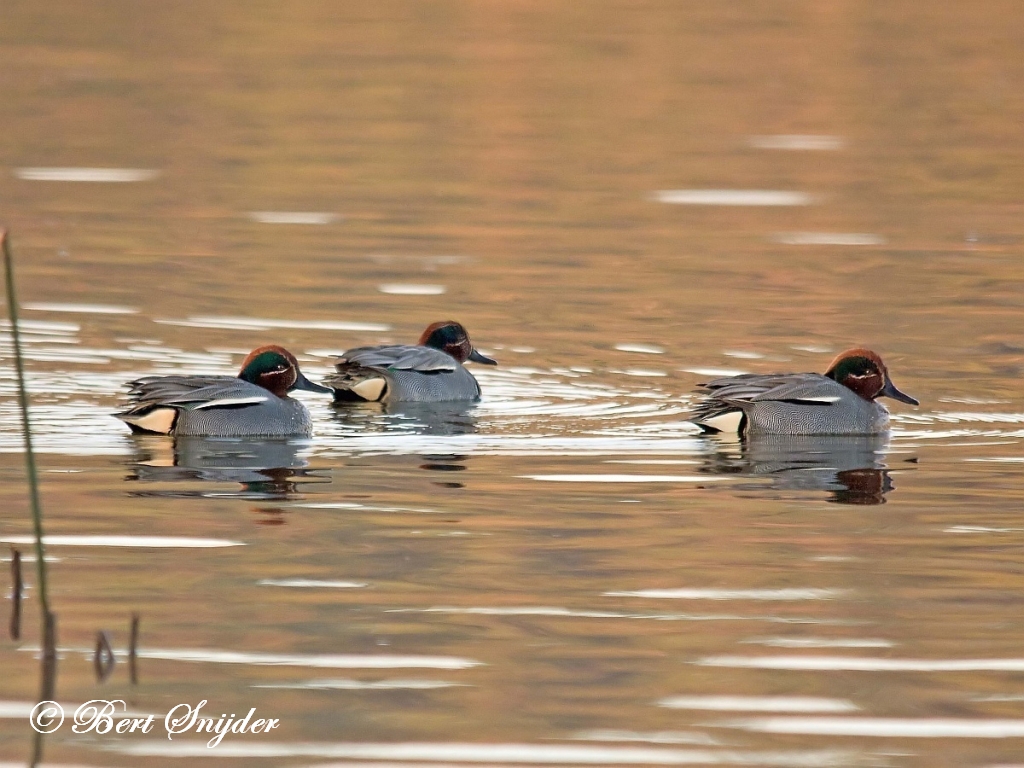 Teal Birding Portugal