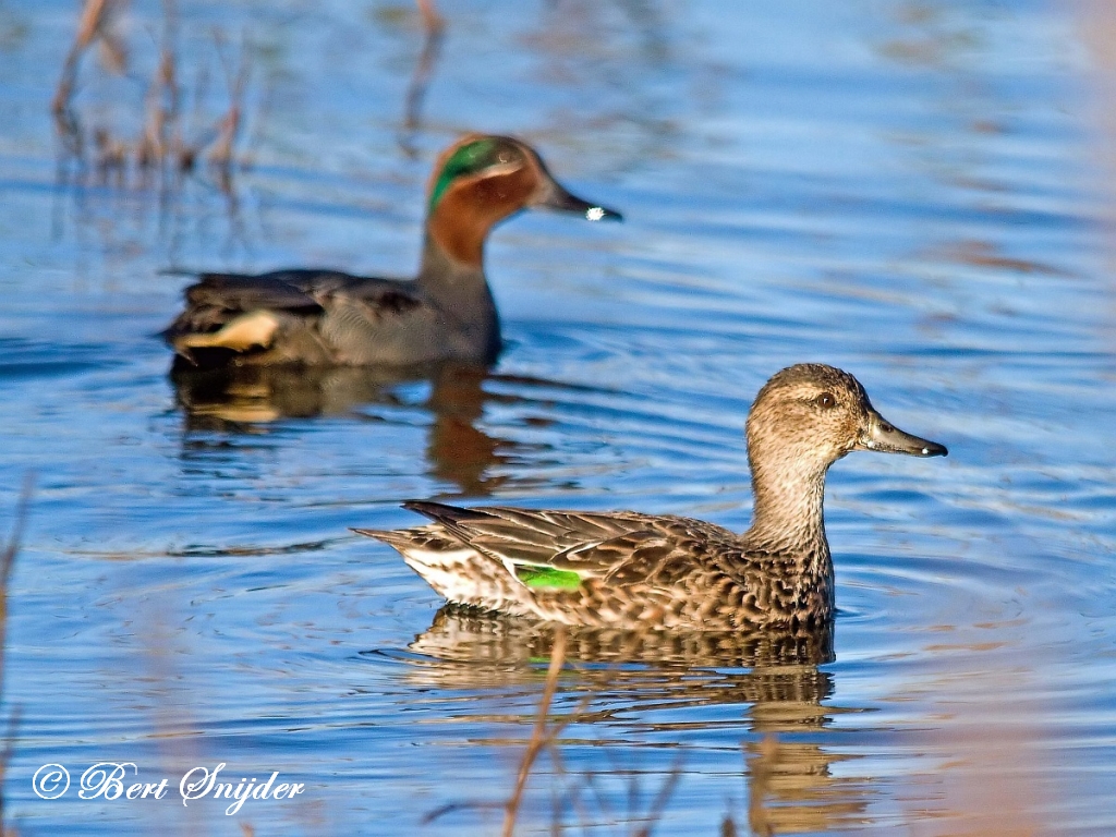 Teal Birding Portugal