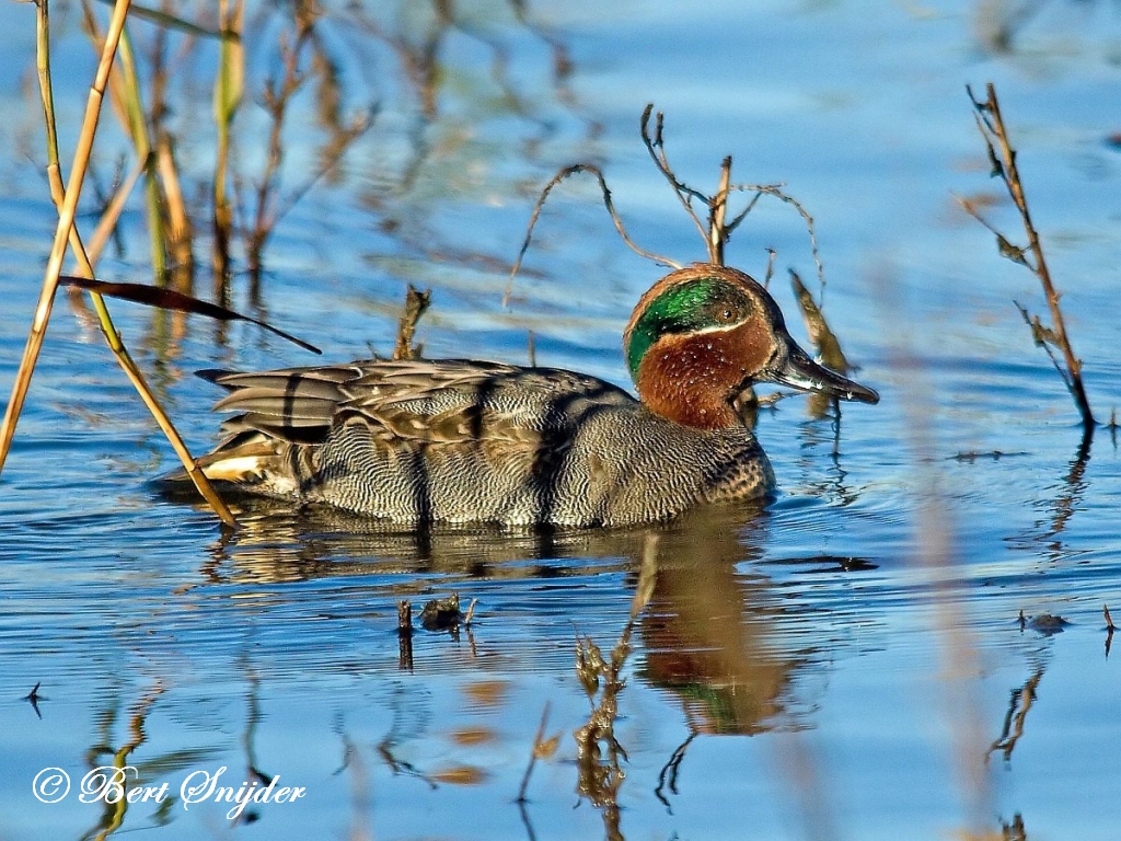 Teal Birding Portugal