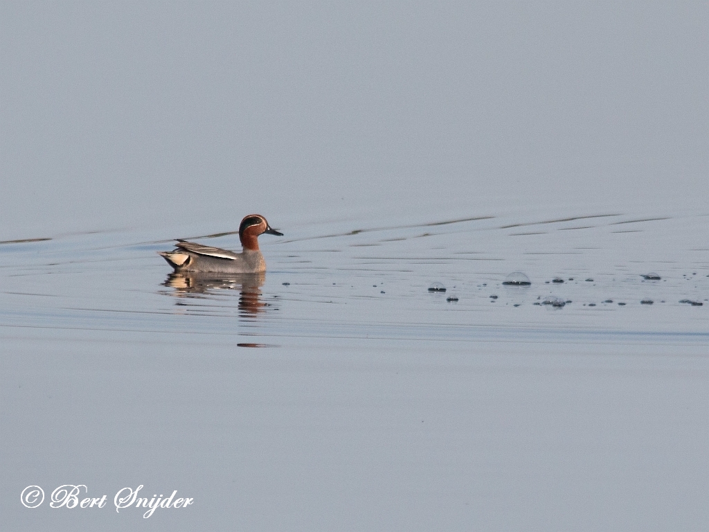 Teal Birding Portugal