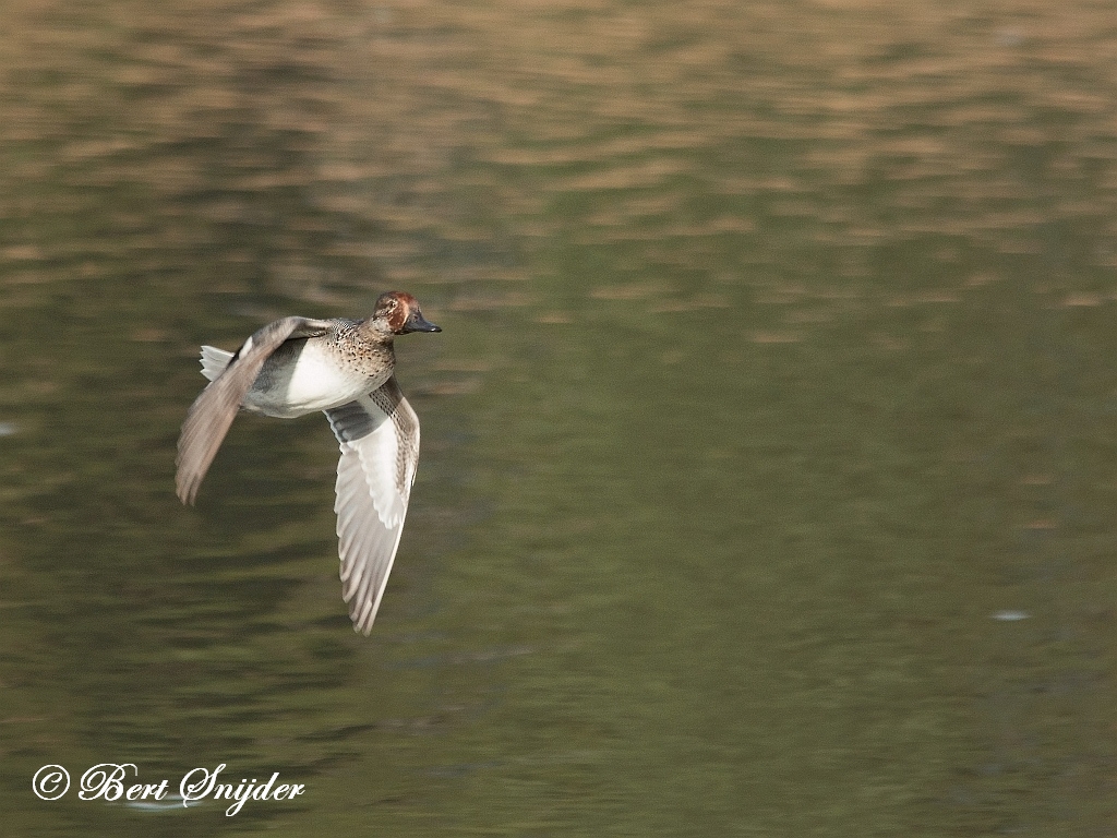 Teal Birding Portugal