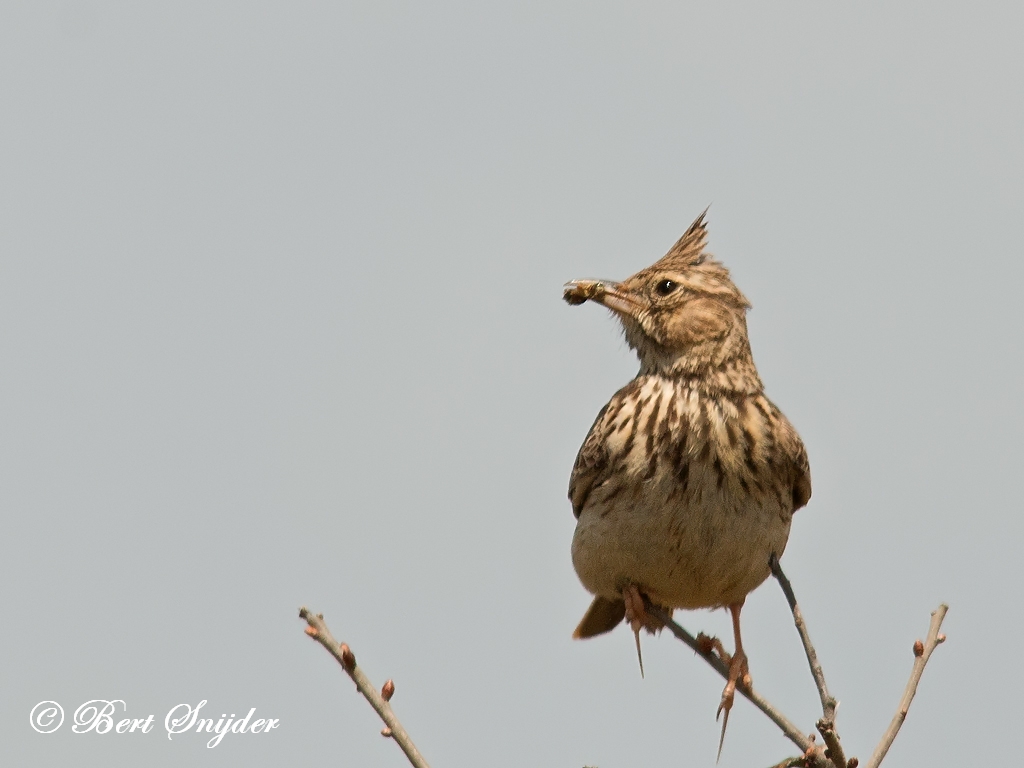 Thekla Lark Birding Portugal