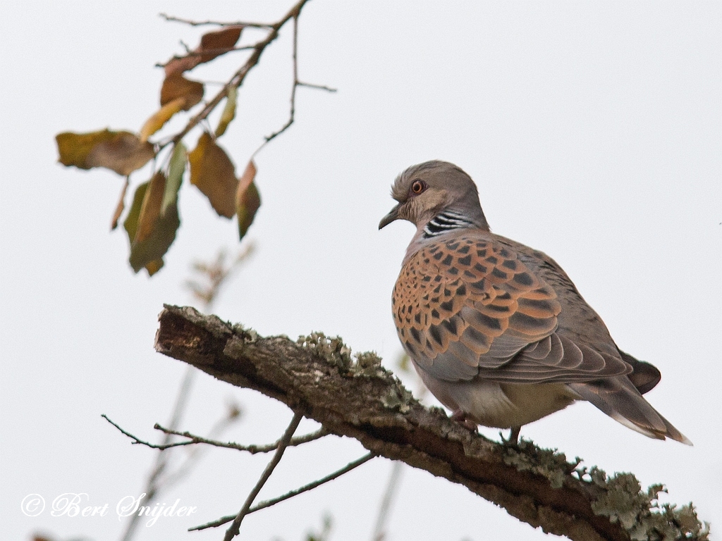 Turtle Dove Birding Portugal