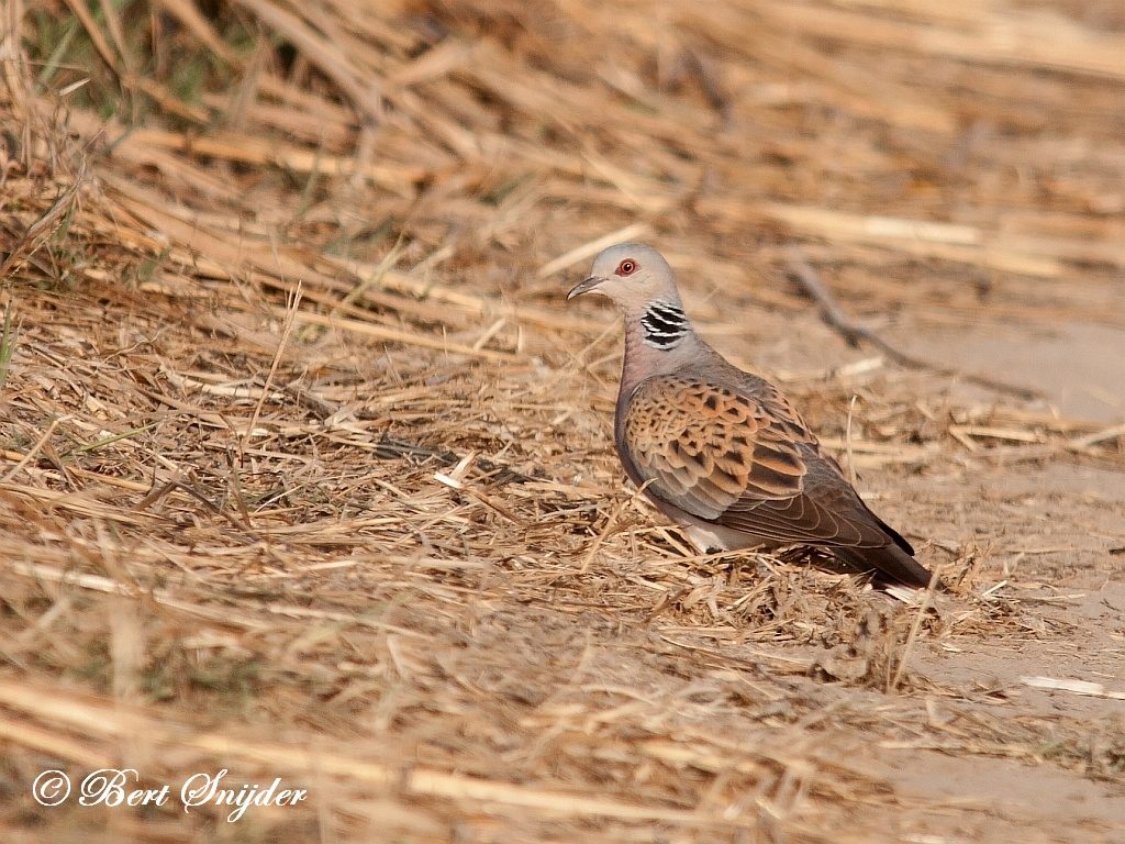 turtle dove sound