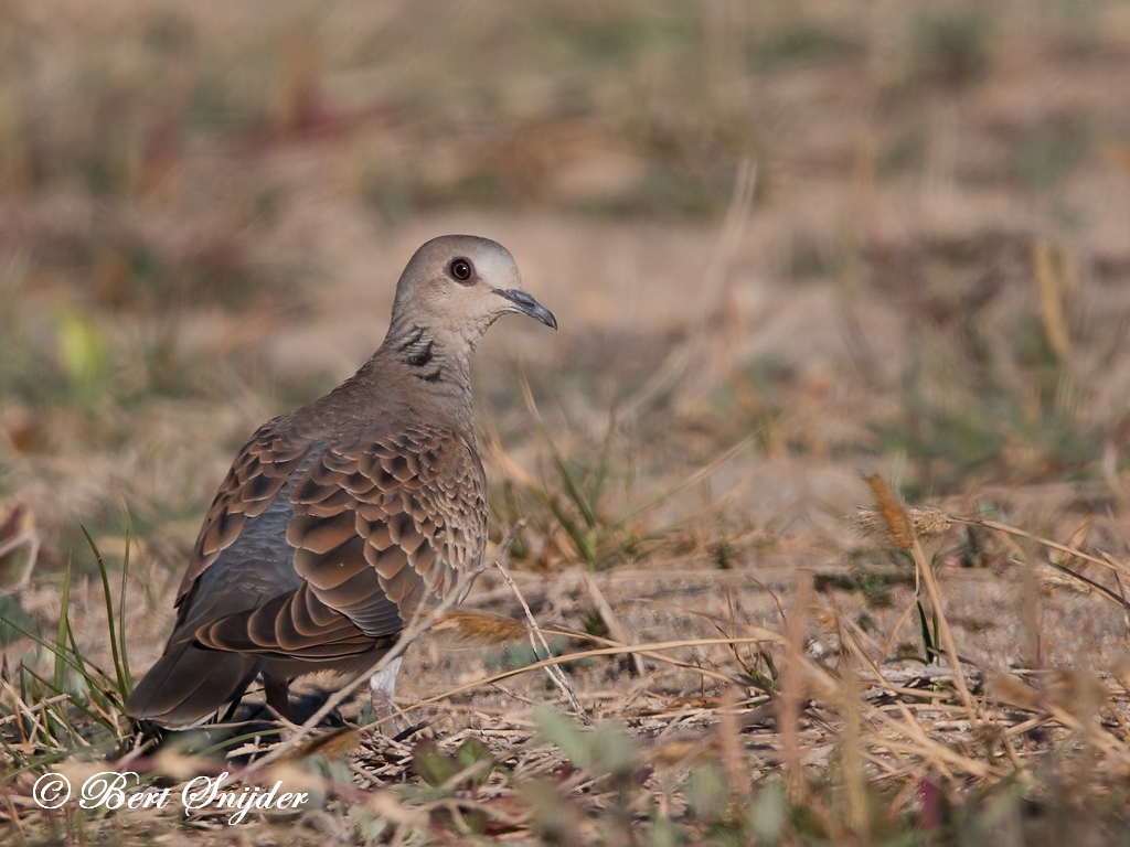 turtle dove sound