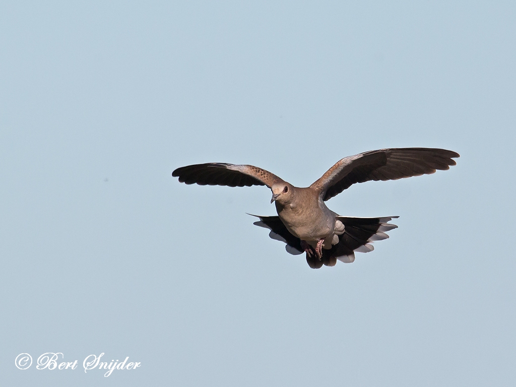 Turtle Dove Birding Portugal