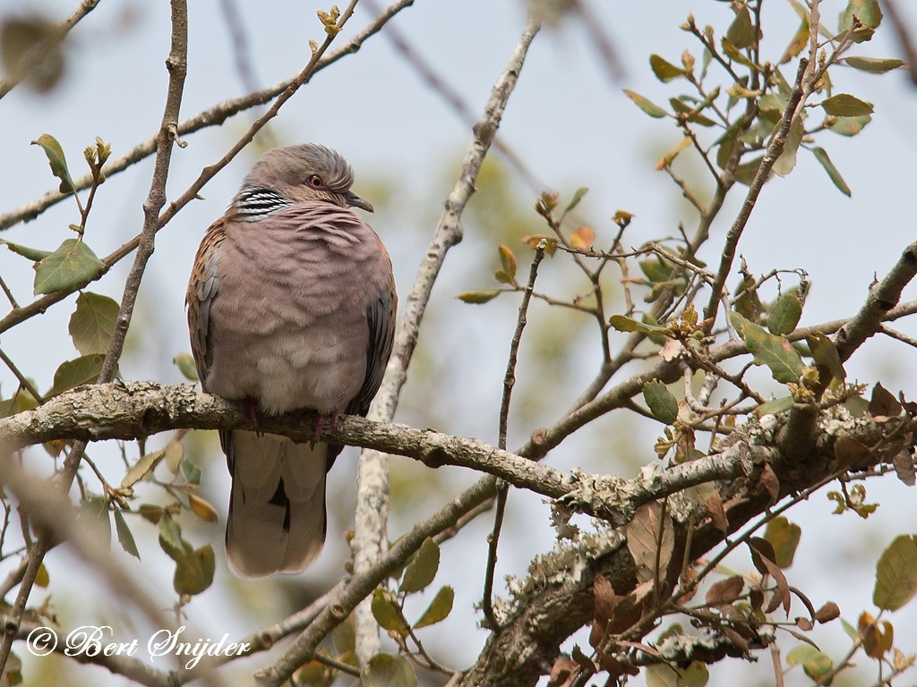 Turtle Dove Birding Portugal