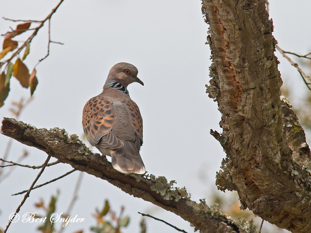 Turtle Dove Birding Portugal