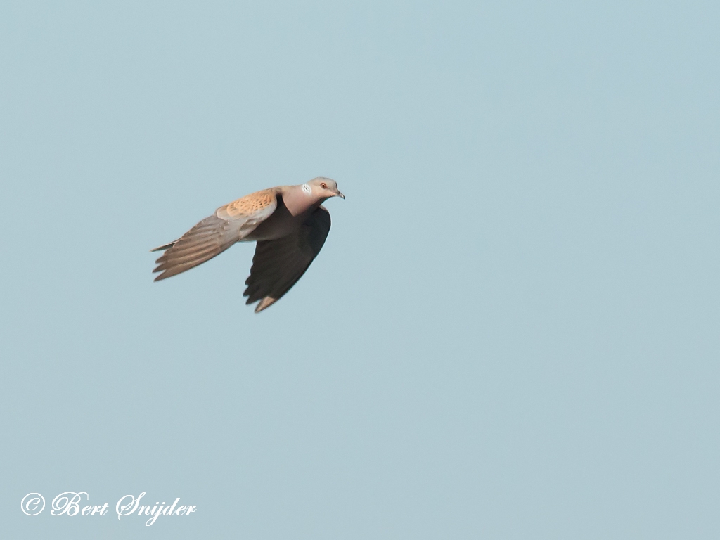 Turtle Dove Birding Portugal