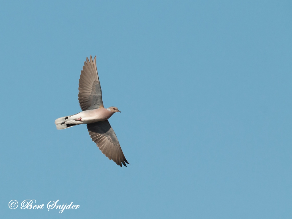 Turtle Dove Birding Portugal