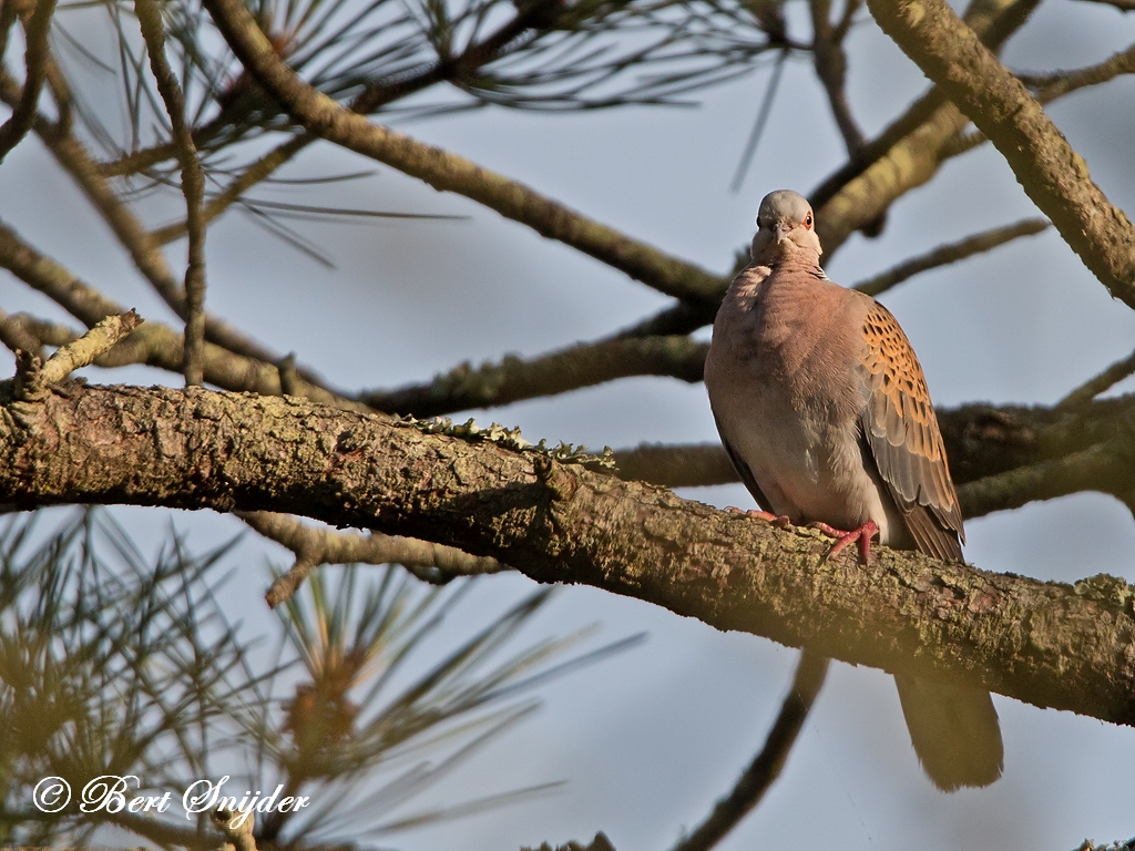 Turtle Dove Birding Portugal