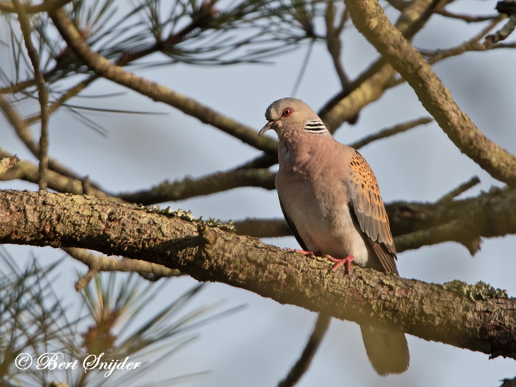 Turtle Dove Birding Portugal