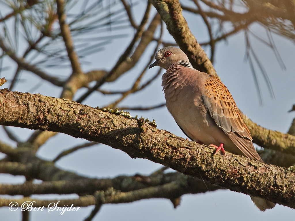 Turtle Dove Birding Portugal