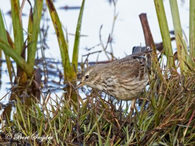Water Pipit Birding Portugal