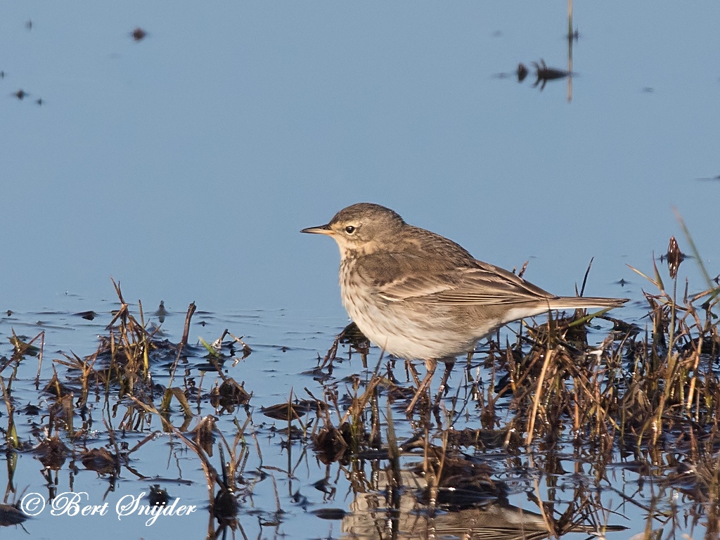 Water Pipit Birding Portugal