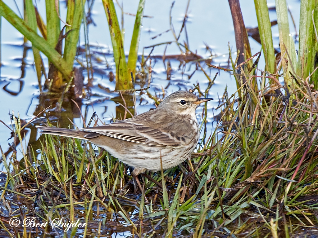 Water Pipit Birding Portugal