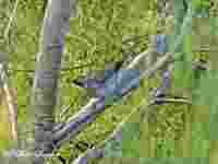 Western Orphean Warbler