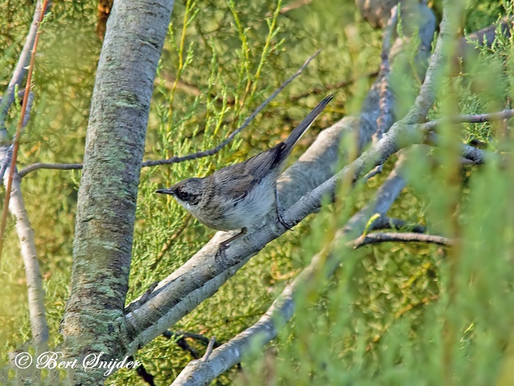 Western Orphean Warbler