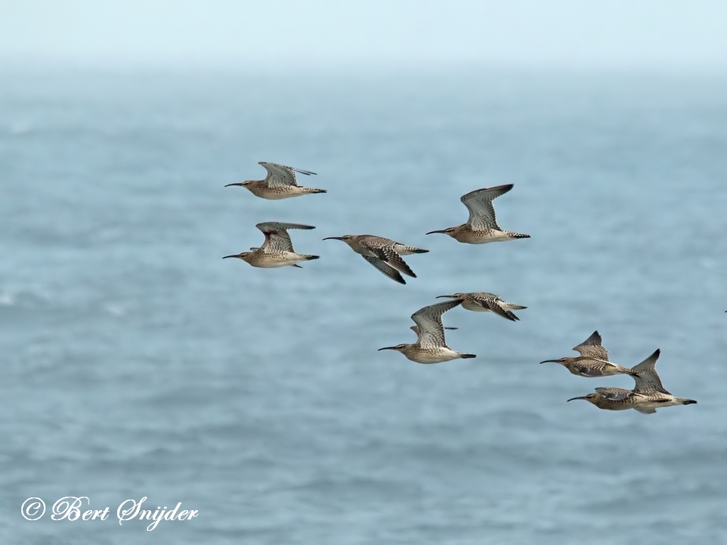 Whimbrel